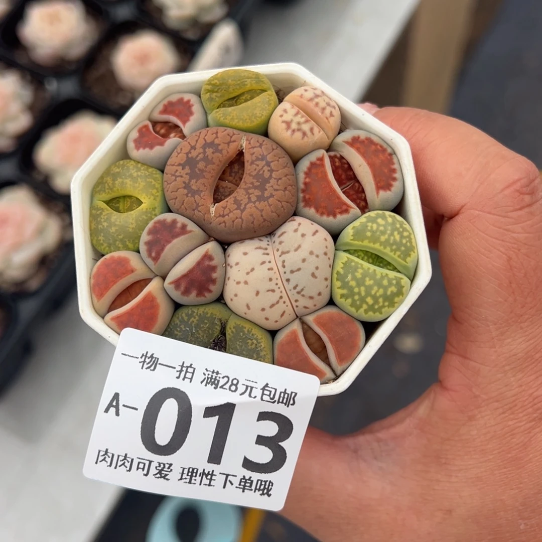 生石花多肉多肉多肉多肉