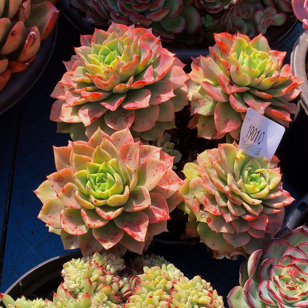 愿***你女厨锦19010多肉多肉