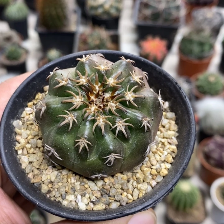 实生猫爪圆盘玉特价