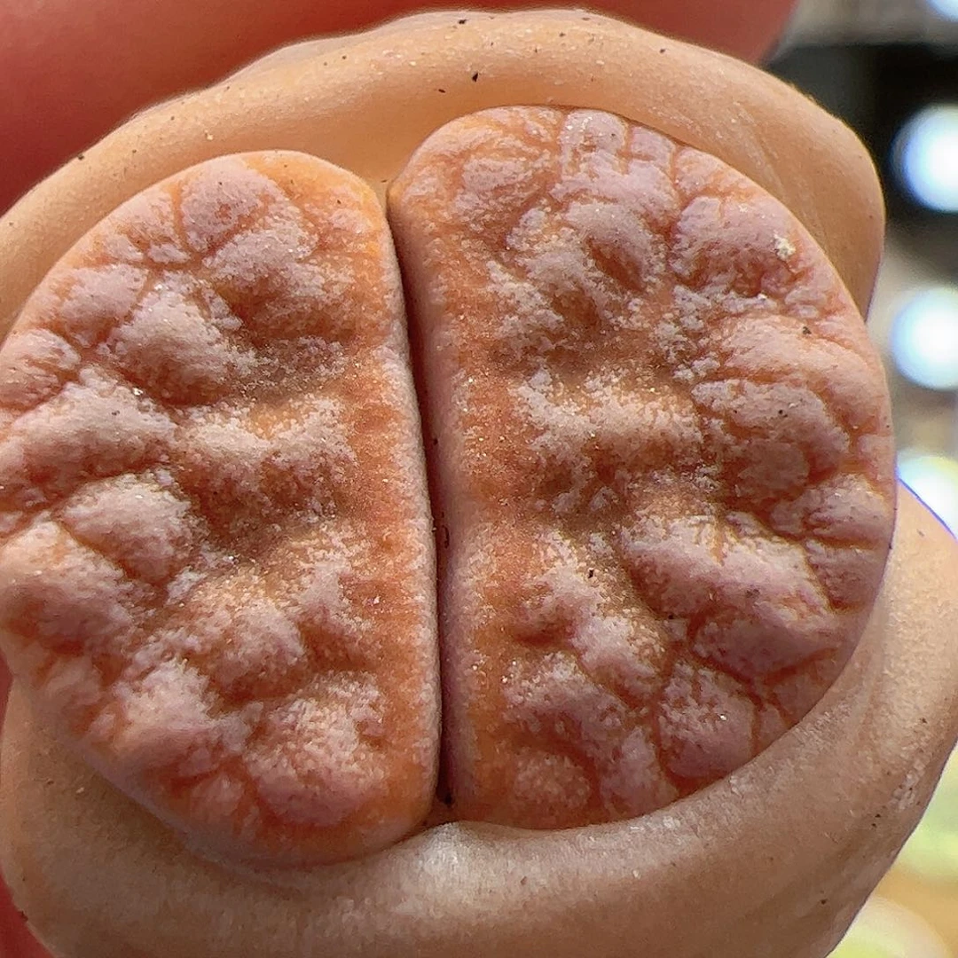 【闪购商品】84 拿铁