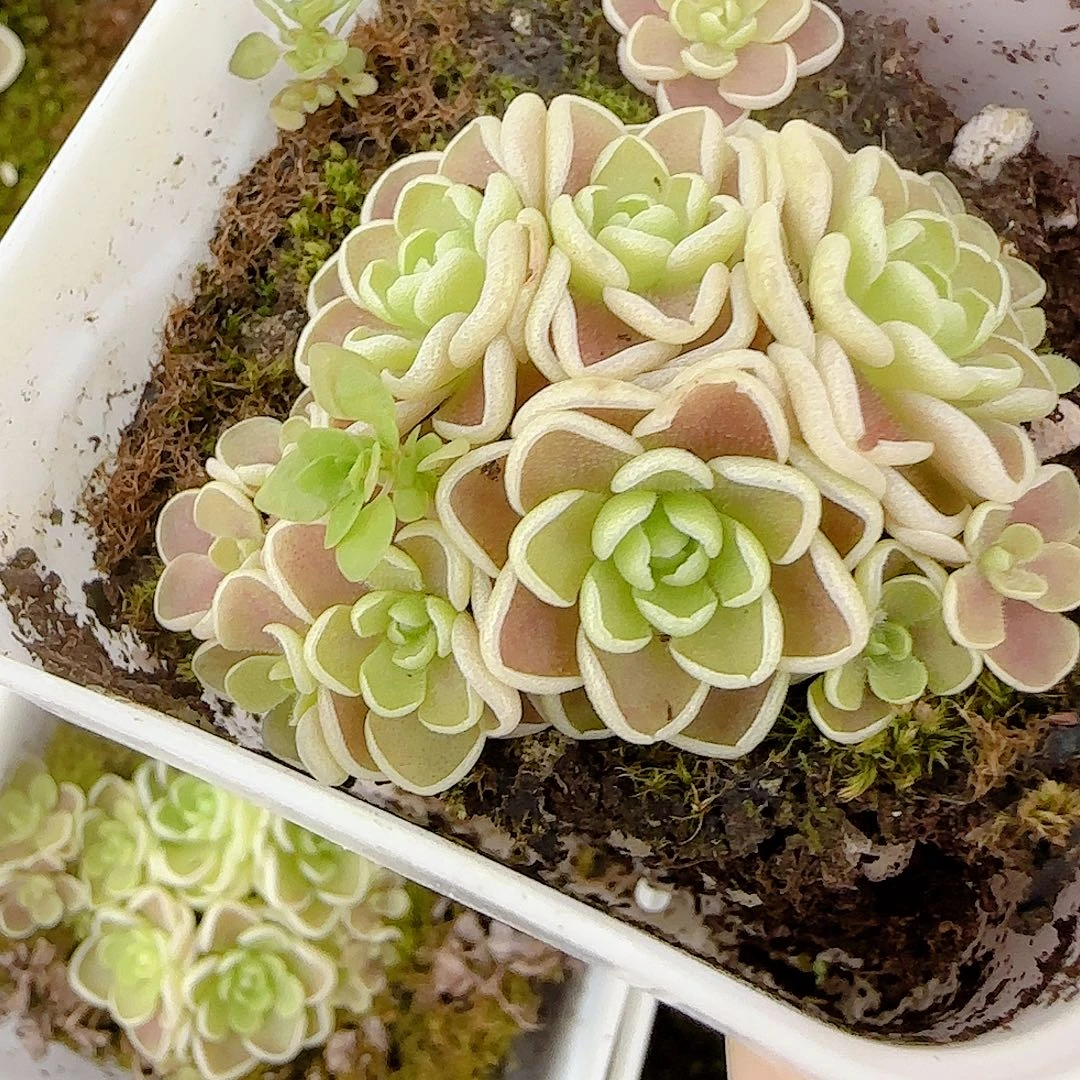 1121-37（爱丽丝捕虫锦）