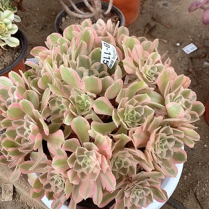 115男神多肉满20包邮