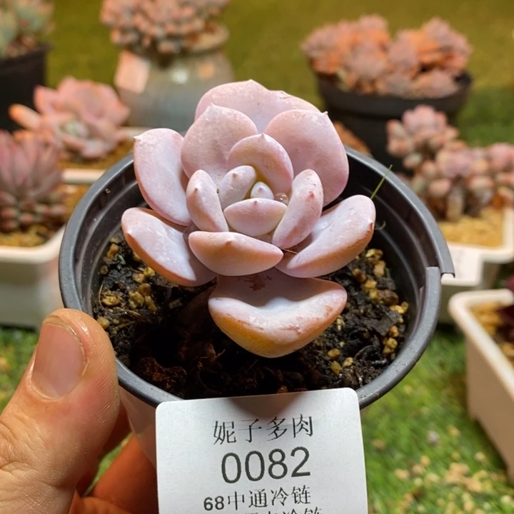0082啊啊啊啊啊啊啊啊啊啊