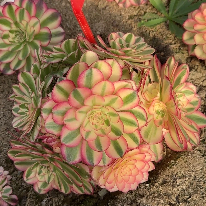 清***05-21倾城多肉法师寄养秋天