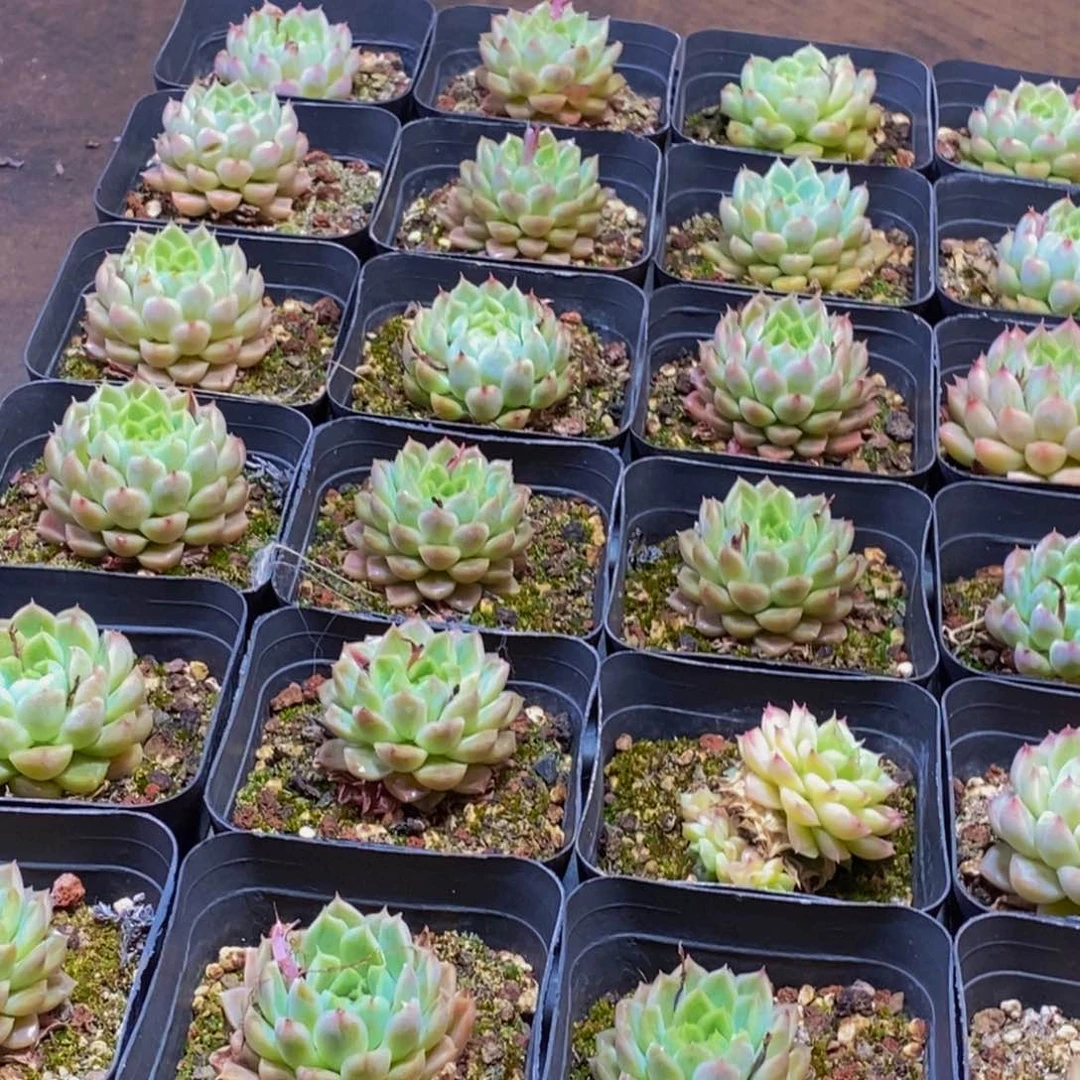 289多肉植物保护研究所所长助理