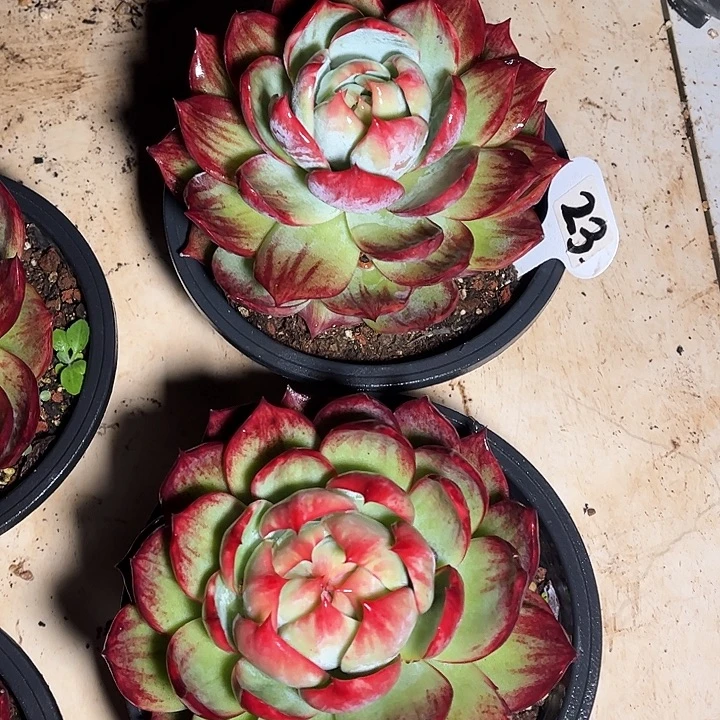 惊鸿仙子一物一拍