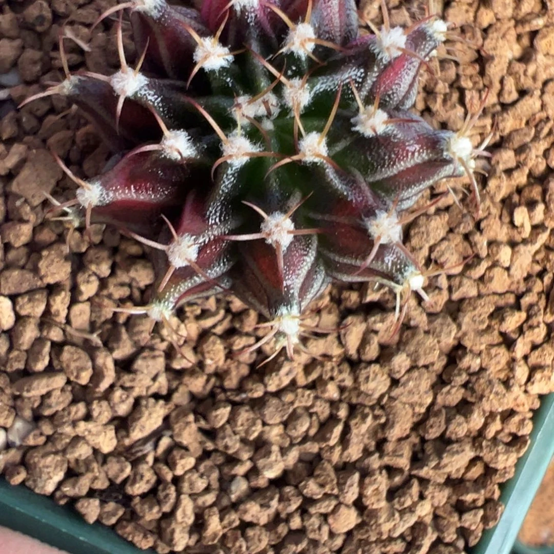 125 好看的米哈冲冲冲