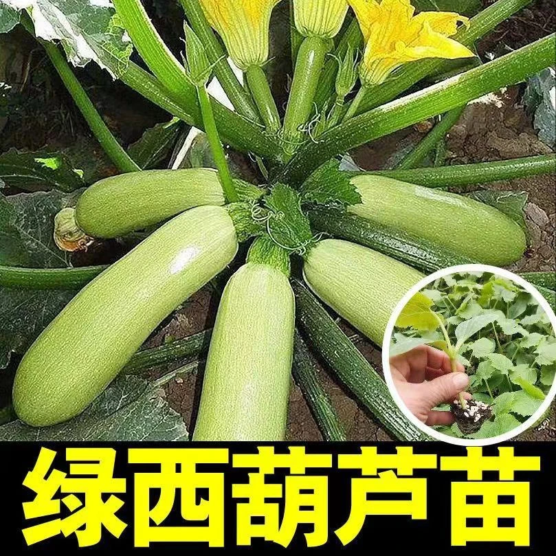 西葫芦秧苗高产倭瓜奶油葫芦瓜苗角瓜茭瓜占瓜菜种大全蔬菜种子