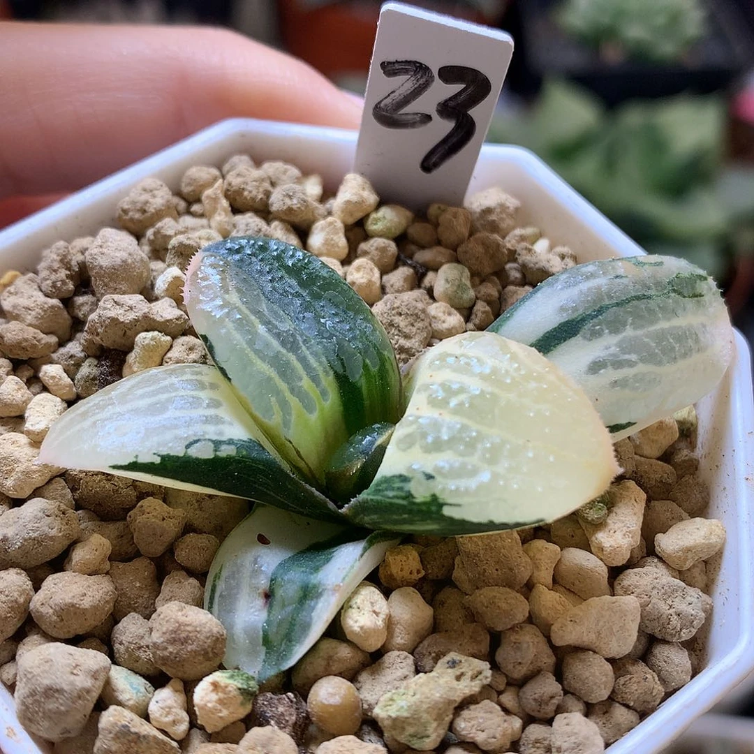 史扑寿锦带盆土发货