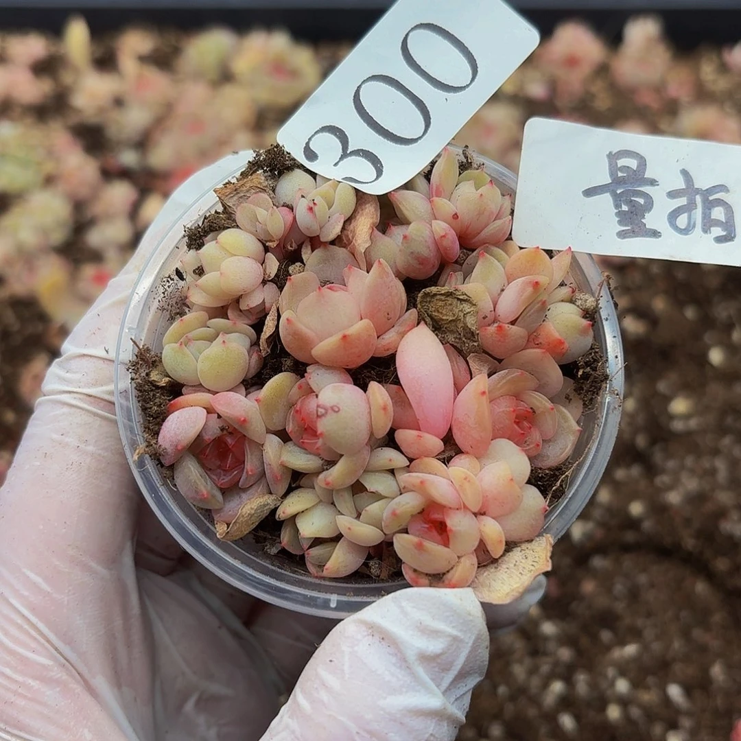 多肉植物多肉植物300量拍