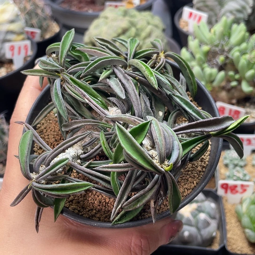 实生老桩雀舌麒麟仙人球