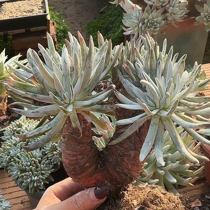 爱杜多肉植物一物一拍418