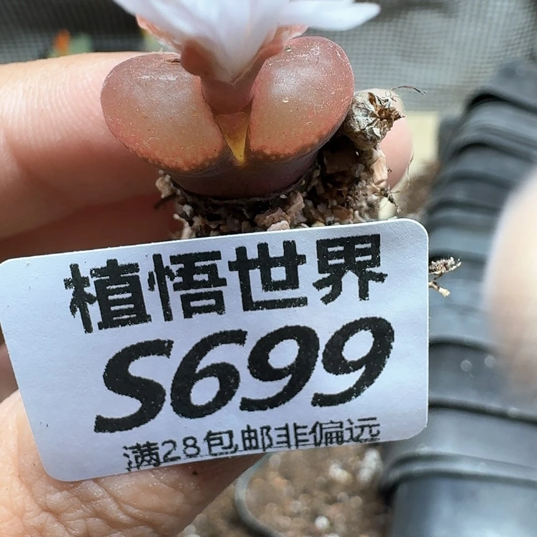多肉植物的人生rfg