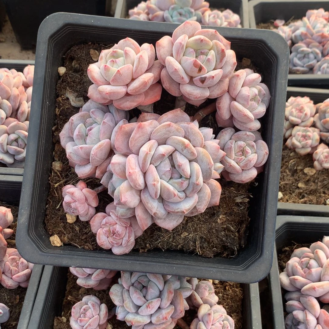 石榴籽无砍花花花