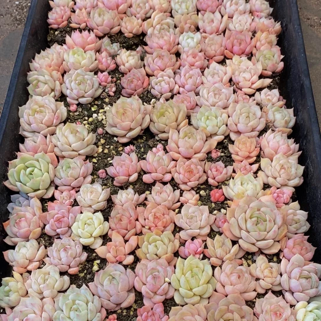 390多肉植物保护研究所所长