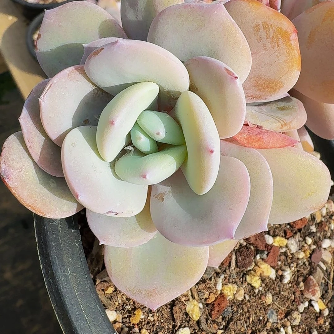 小*瓜哈哈哈哈哈哈哈哈哈哈