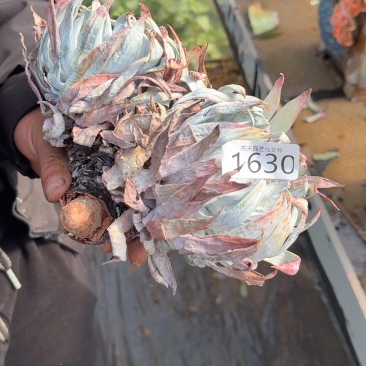 白衣圣徒仙女杯多肉福利处理夏季