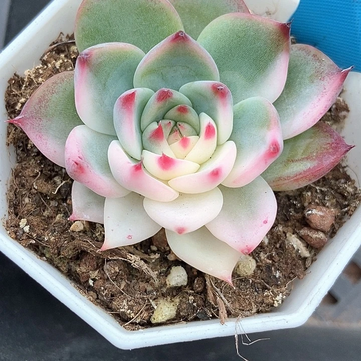 多肉植物吉娃娃锦a116
