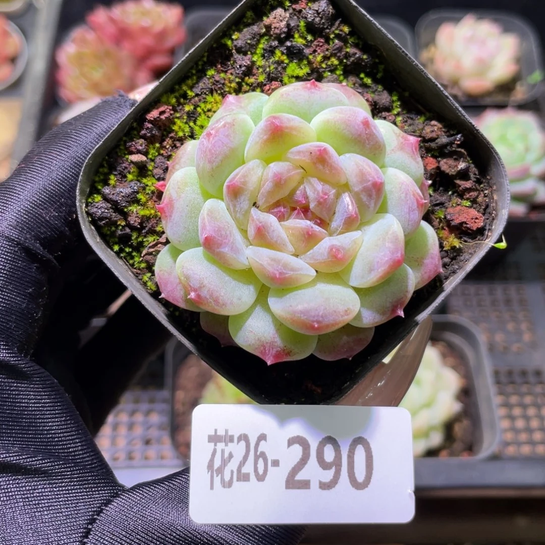 花利美26-290秘境冰魄