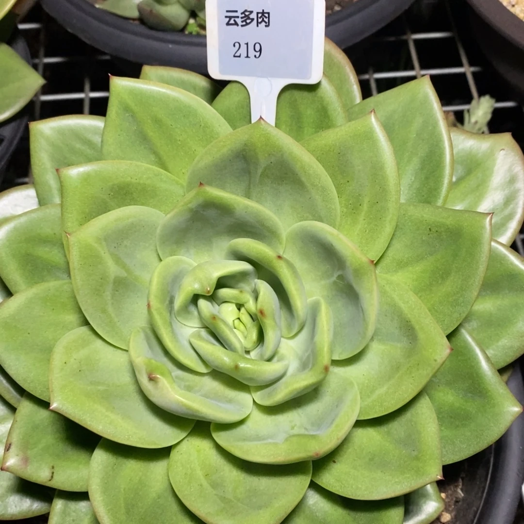 x219-直播福利直播福利