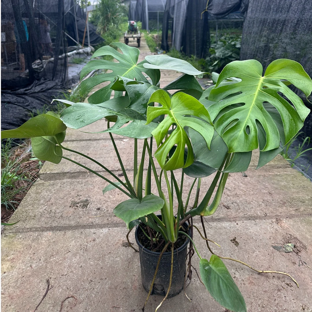 龟背竹原盆原土一物一拍（高度50-80公分）