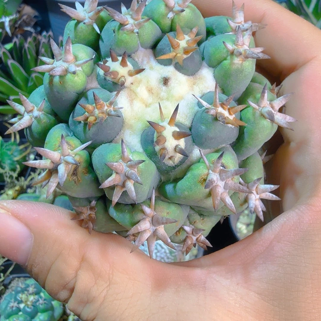 短豪刺獠牙多肉植物