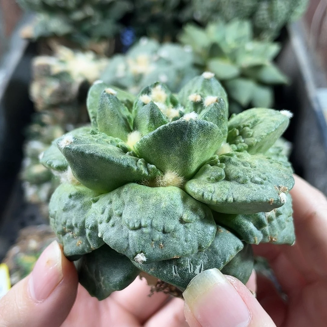 43号自根勾的怒涛牡丹