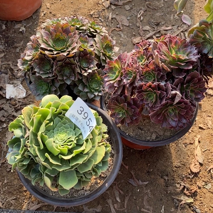 3盆多肉断头不包3954