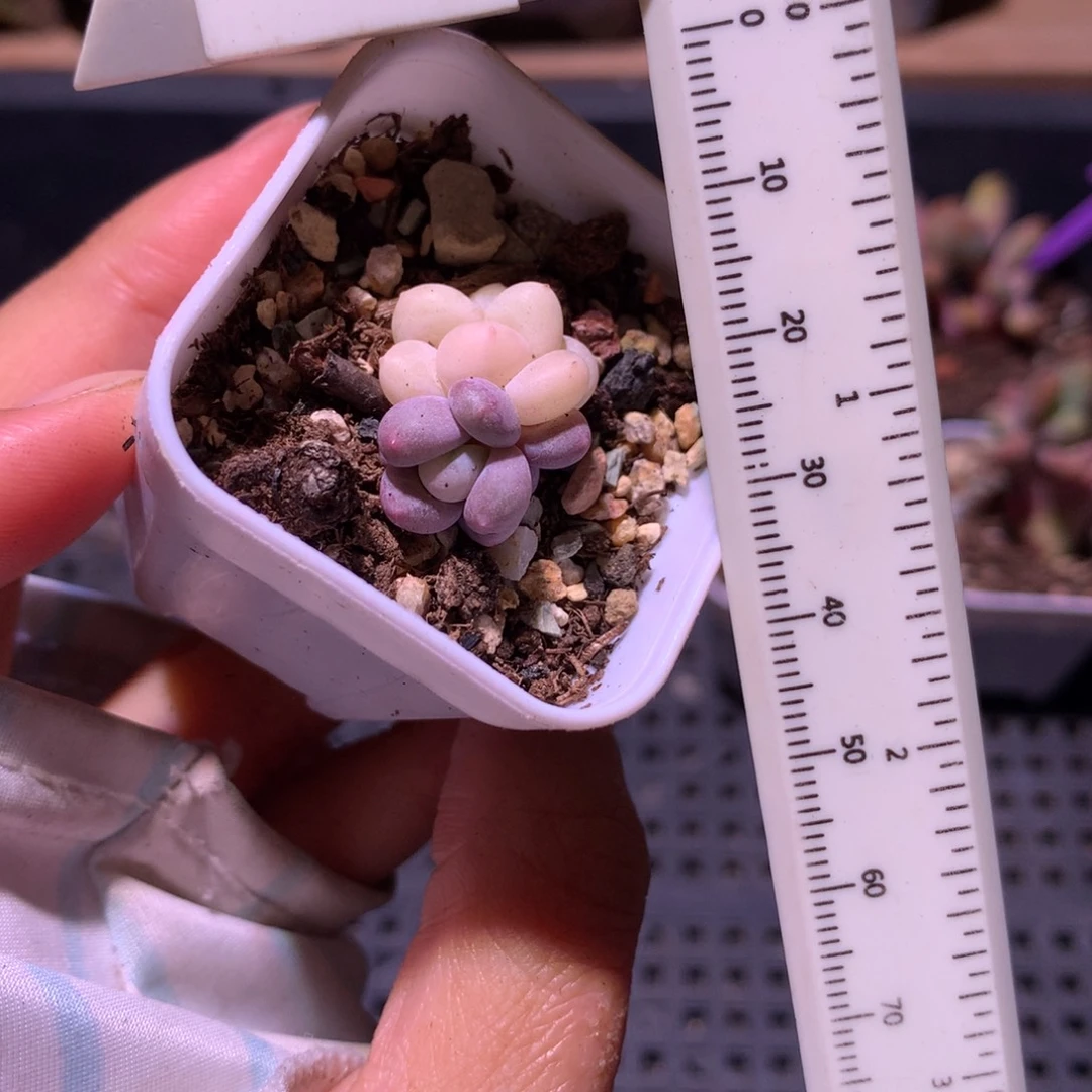 奶酪锦全锦头不包的哦