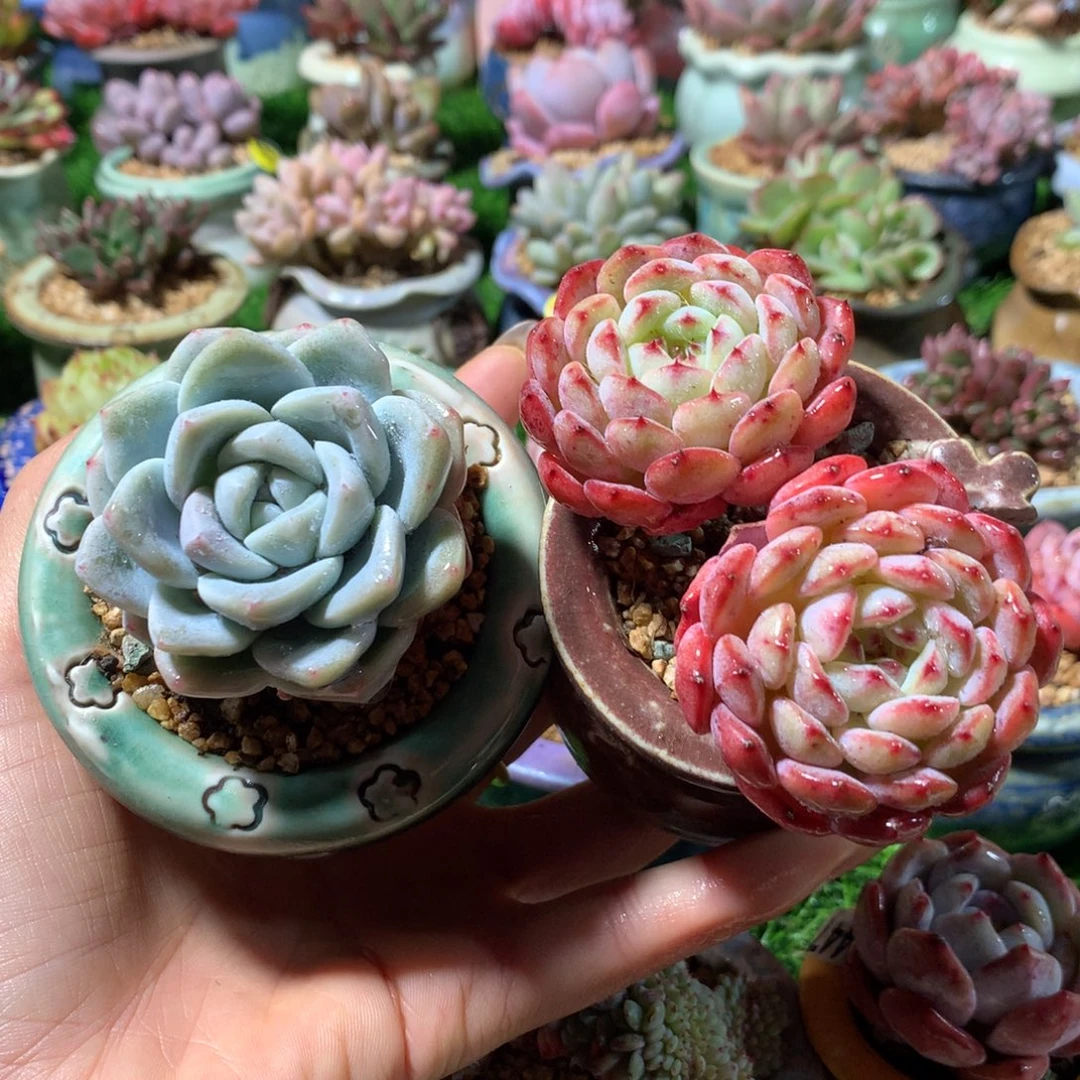 带盆   冰玉➕白胖子