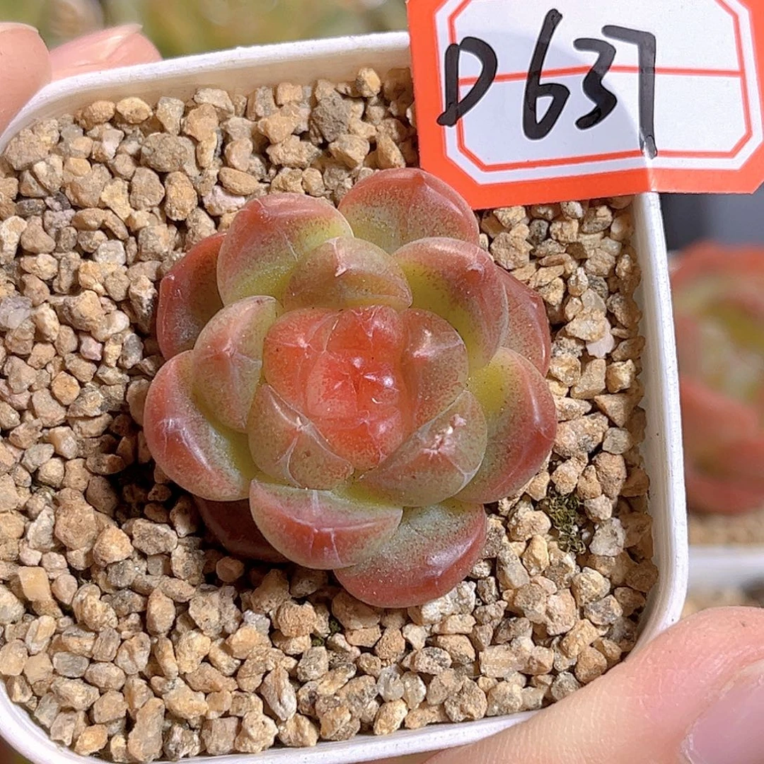 D637 一物一拍 颖莎