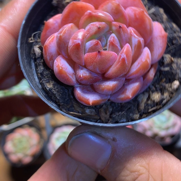 精控糖心一物一拍