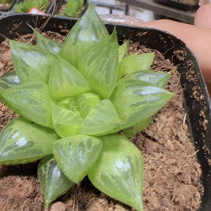 雨露寿19包邮多肉植物