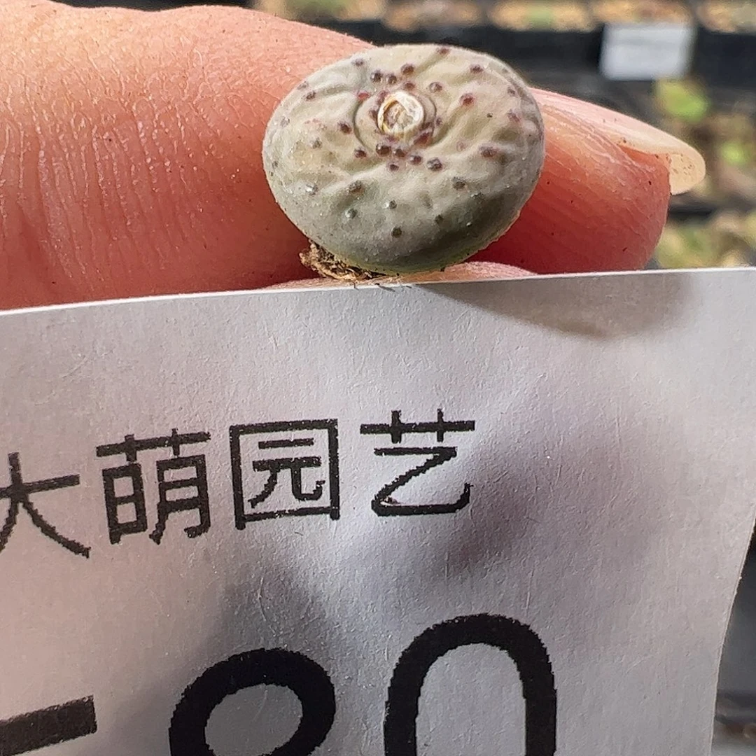 一物一拍。    580