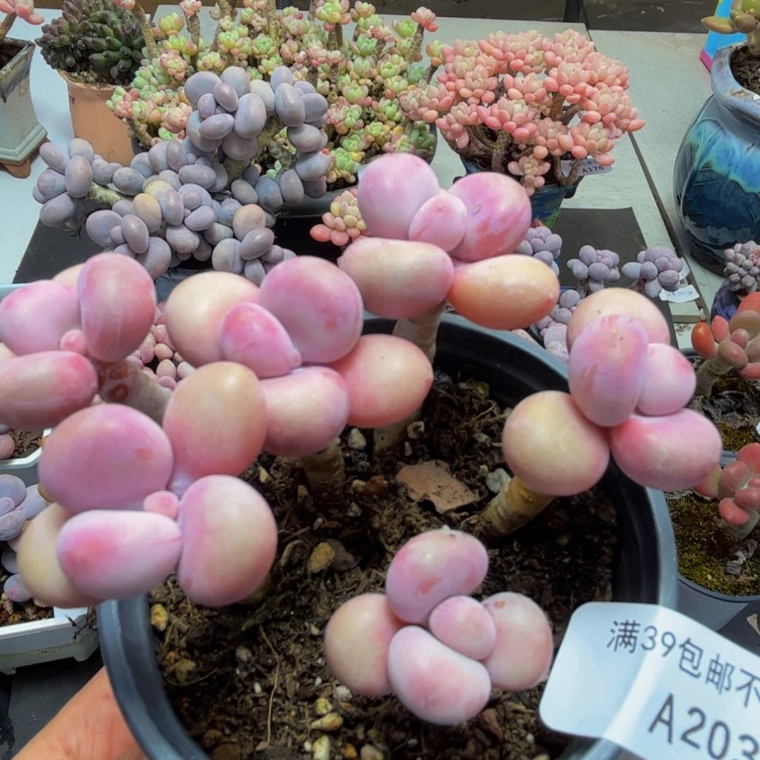 203/8cm糖果桃蛋多肉
