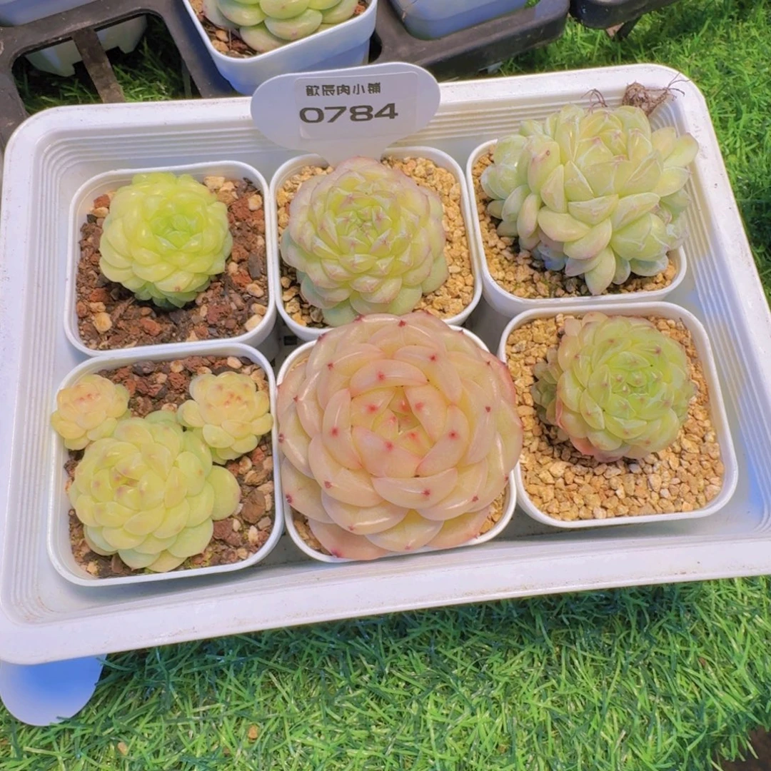 芒***朵多肉植物杂交一筐0784