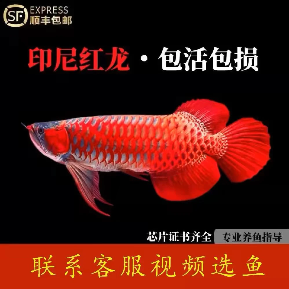 印尼红龙鱼活体超血辣椒红龙鱼苗观赏鱼热带鱼蓝底过背金龙鱼活鱼