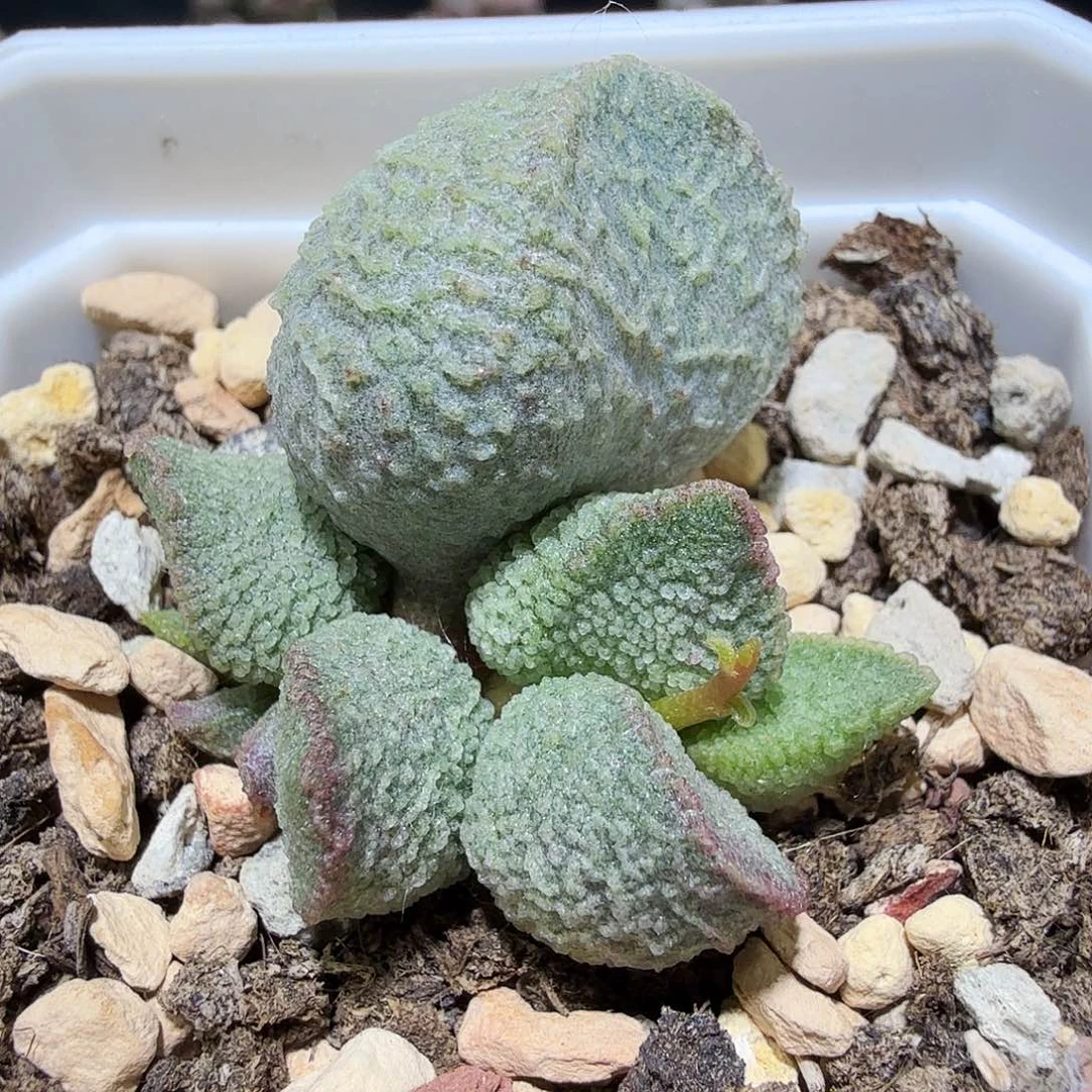 绿猪肝水泡多肉植物