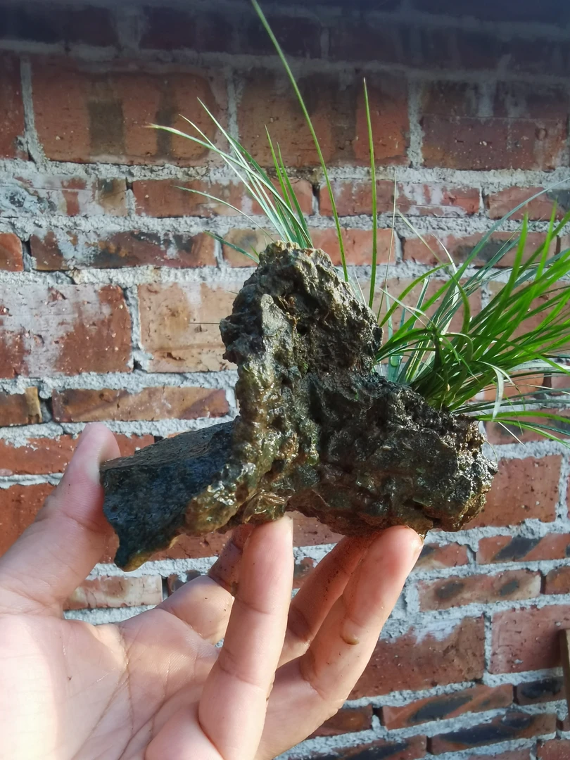 水培水石菖蒲净化水质好养水生植物适合造景
