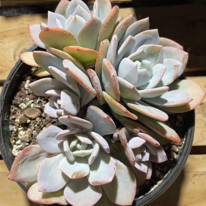 5头无砍，粗腿，韩奶