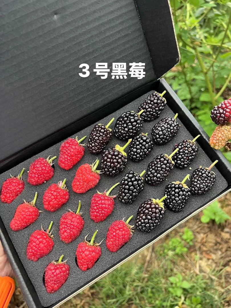 【3号黑莓+涌欣红树莓】北科黑莓3号天然黑莓黑泡黑树莓花青素浆果