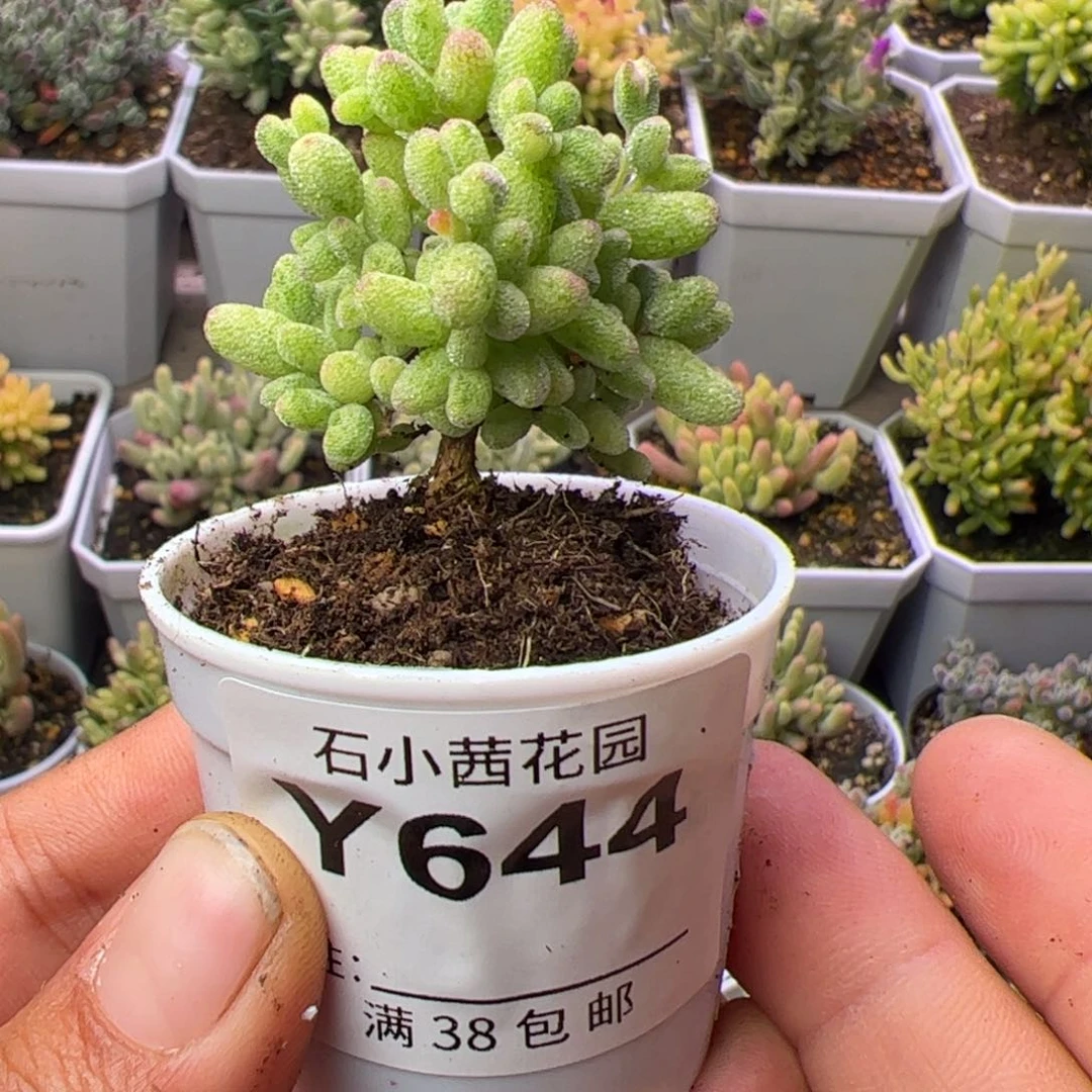 多肉植物枝干白糊斑锦