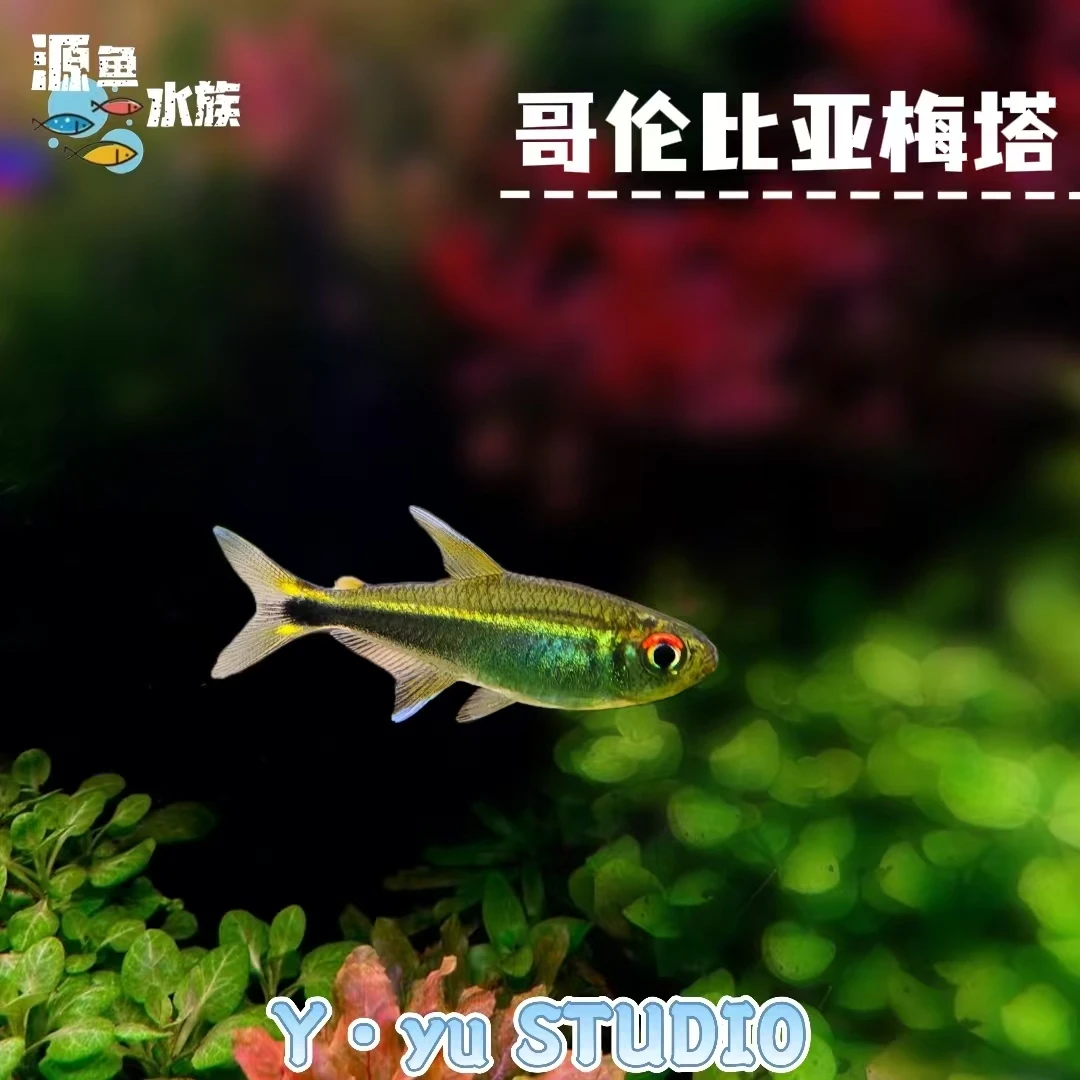 哥伦比亚梅塔/热带鱼/观赏鱼/南美灯鱼/草缸/南美缸/不分公母