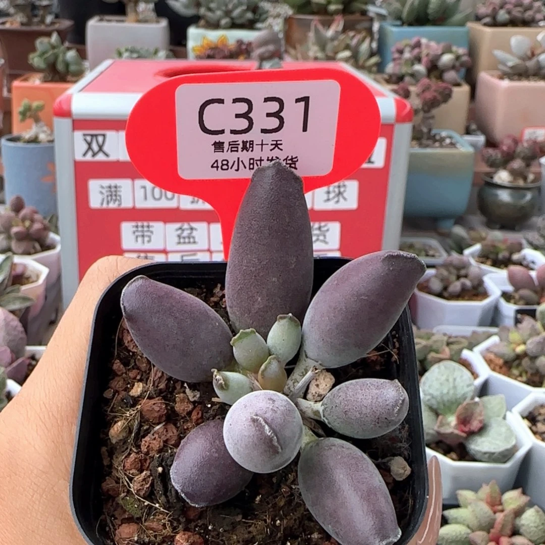 艺妓海豹。  331。