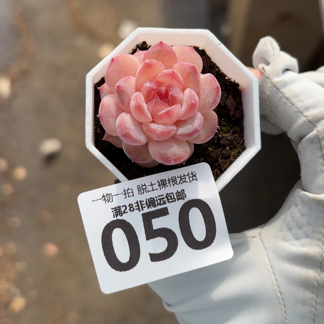 紫霜单头无盆土发货