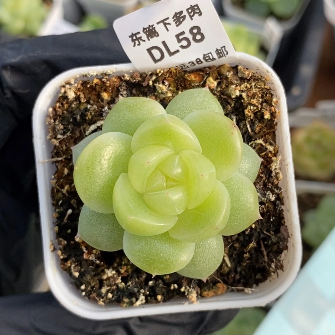 浆****东篱下多肉植物58