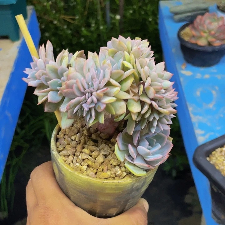 提拉米苏一物一拍