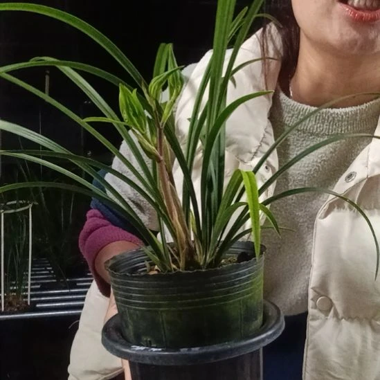 完全开放春兰花开富贵，2花剑