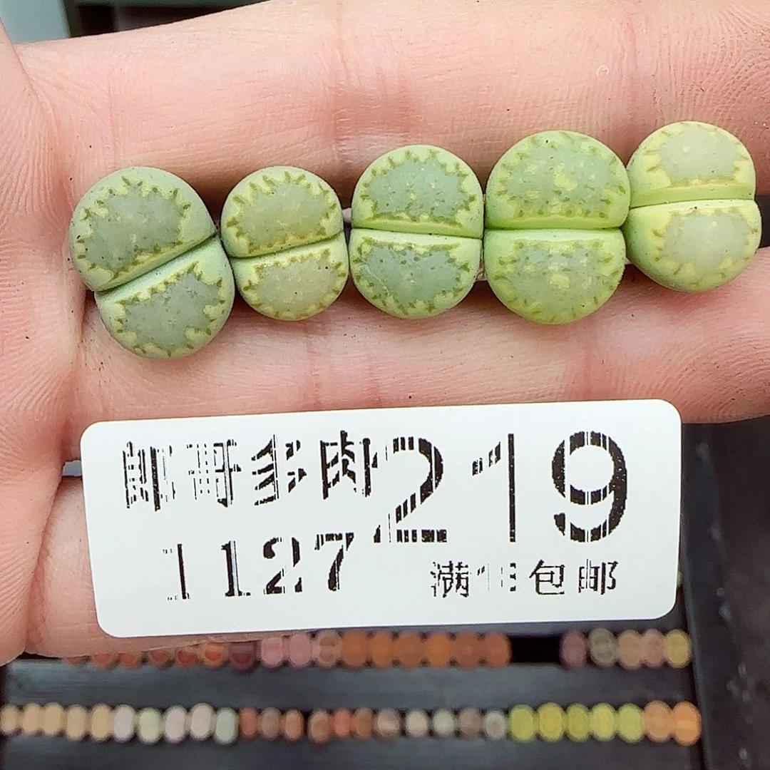 满满18包邮1127-219