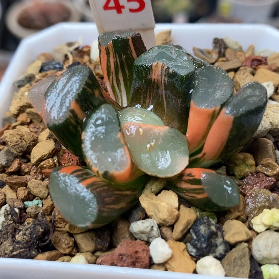 45透镜万象锦一物一拍